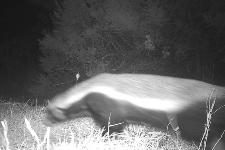 Honey badger spotted above UCT’s main campus
